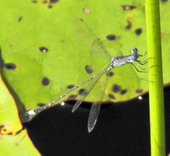 Lestes tridens
