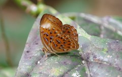 Taxila haquinus