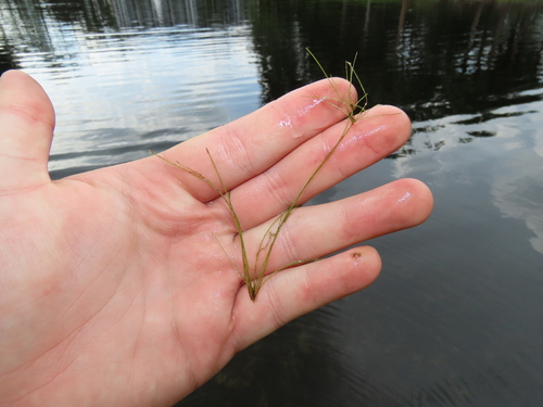 Viviparous Spikerush (Eleocharis vivipara)