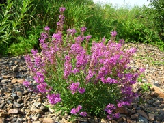 Lythrum virgatum