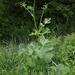Hogweed - Photo (c) Sergey Mayorov, some rights reserved (CC BY-NC)