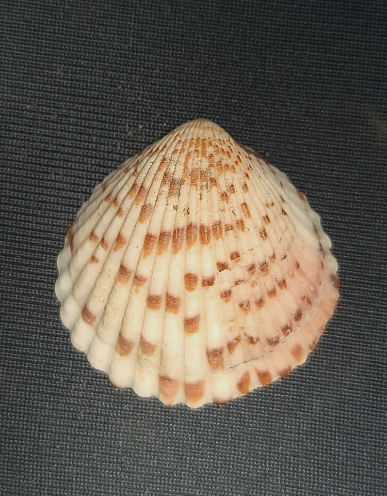 Tucetona strigilata
