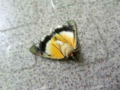 Dindica polyphaenaria