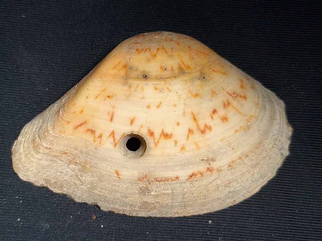Kalolophus antillarum
