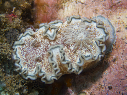 Brown-edge Glossodorid