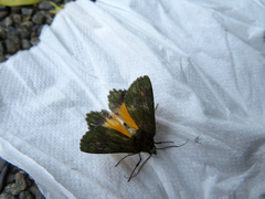 Dindica polyphaenaria