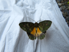 Dindica polyphaenaria