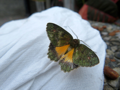 Dindica polyphaenaria