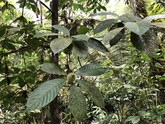 Duroia hirsuta