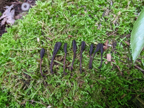 Geoglossum (Photo 2 of 7)
