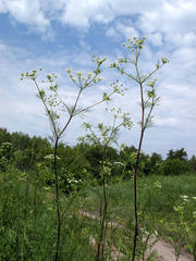 Chaerophyllum prescottii