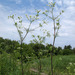 Chaerophyllum prescottii - Photo (c) Sergey Mayorov, algunos derechos reservados (CC BY-NC), subido por Sergey Mayorov