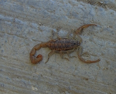 Centruroides nigrovariatus