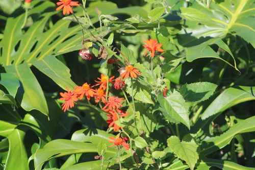 Pseudogynoxys chenopodioides observed 2023-08-05