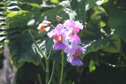 Papilionanthe observed 2023-08-05
