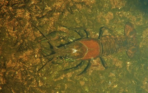 Rusty × Northern Clearwater Crayfish