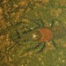 Rusty × Northern Clearwater Crayfish - Photo (c) Matt Keevil, some rights reserved (CC BY-NC), uploaded by Matt Keevil
