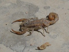 Centruroides nigrovariatus