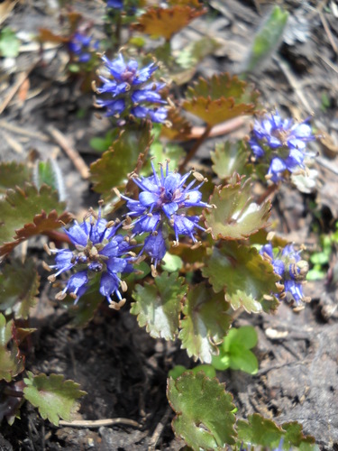 Image of Veronica utahensis by no rights reserved