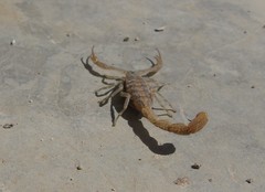 Centruroides nigrovariatus