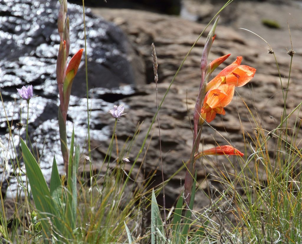 Gladiolus dalenii, Sani Pass, Mkhomazi Wilderness area, South Africa