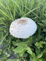 Chlorophyllum molybdites image
