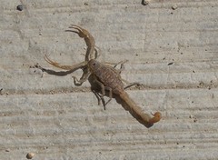 Centruroides nigrovariatus