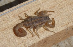 Centruroides nigrovariatus