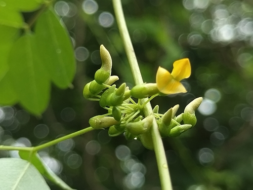 Image of Nissolia schottii by no rights reserved