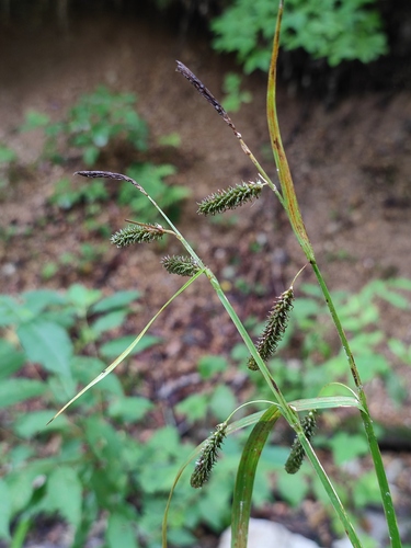 Carex planiculmis iNat (1)