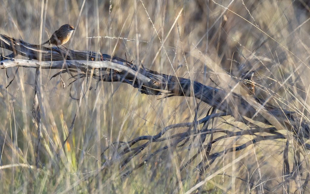 Striated Grasswren in July 2023 by Sam Gordon. Pair of Mukarrthippi ...