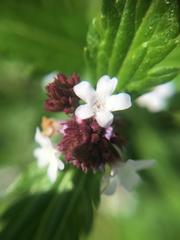 Verbena officinalis