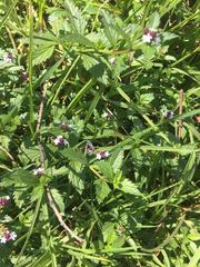 Verbena officinalis