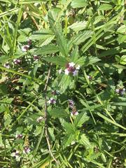 Verbena officinalis