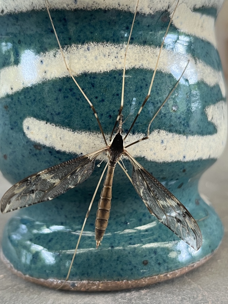 Tipula obliquefasciata