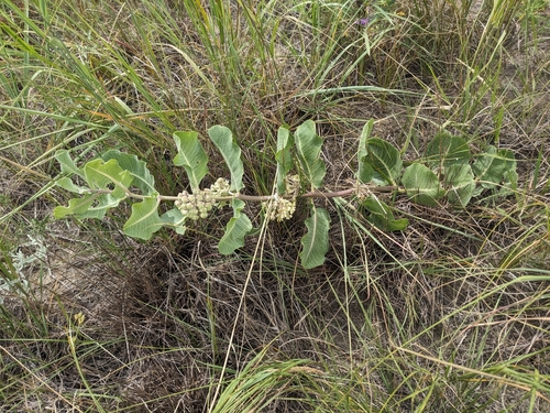 Image of Asclepias arenaria by (c) Ethan Rose, some rights reserved (CC BY)
