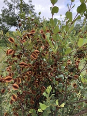 Combretum hereroense hereroense