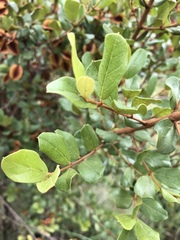 Combretum hereroense hereroense