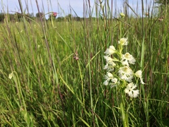 Platanthera leucophaea