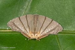 Orudiza protheclaria