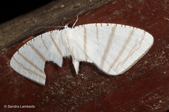 Urapteroides astheniata