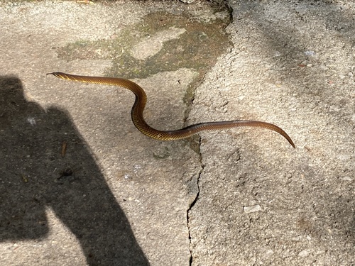 Schulz's Reed Snake