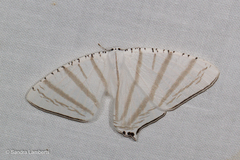 Urapteroides astheniata