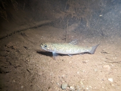 Salvelinus fontinalis image