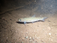 Salvelinus fontinalis image