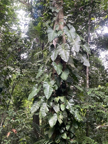 Philodendron fragrantissimum image