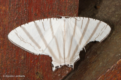 Urapteroides astheniata