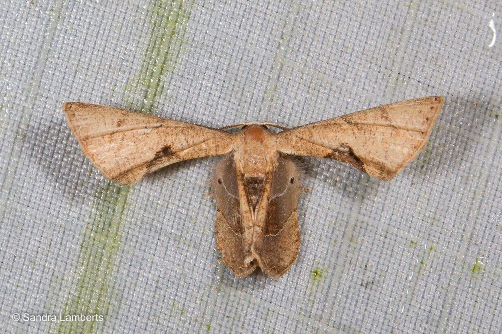 Phazaca leucocera