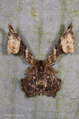 Monobolodes pernigrata