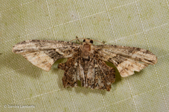 Monobolodes pernigrata